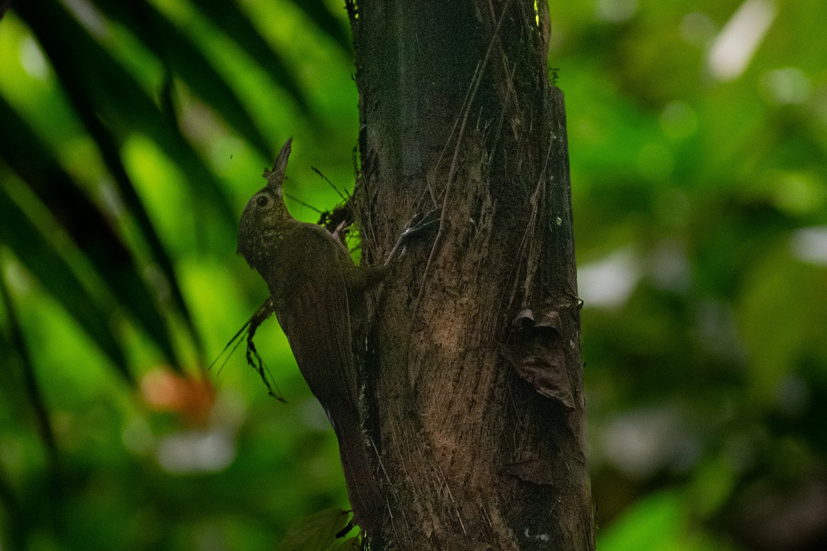 Spotted Woodcreeper - ML612229877