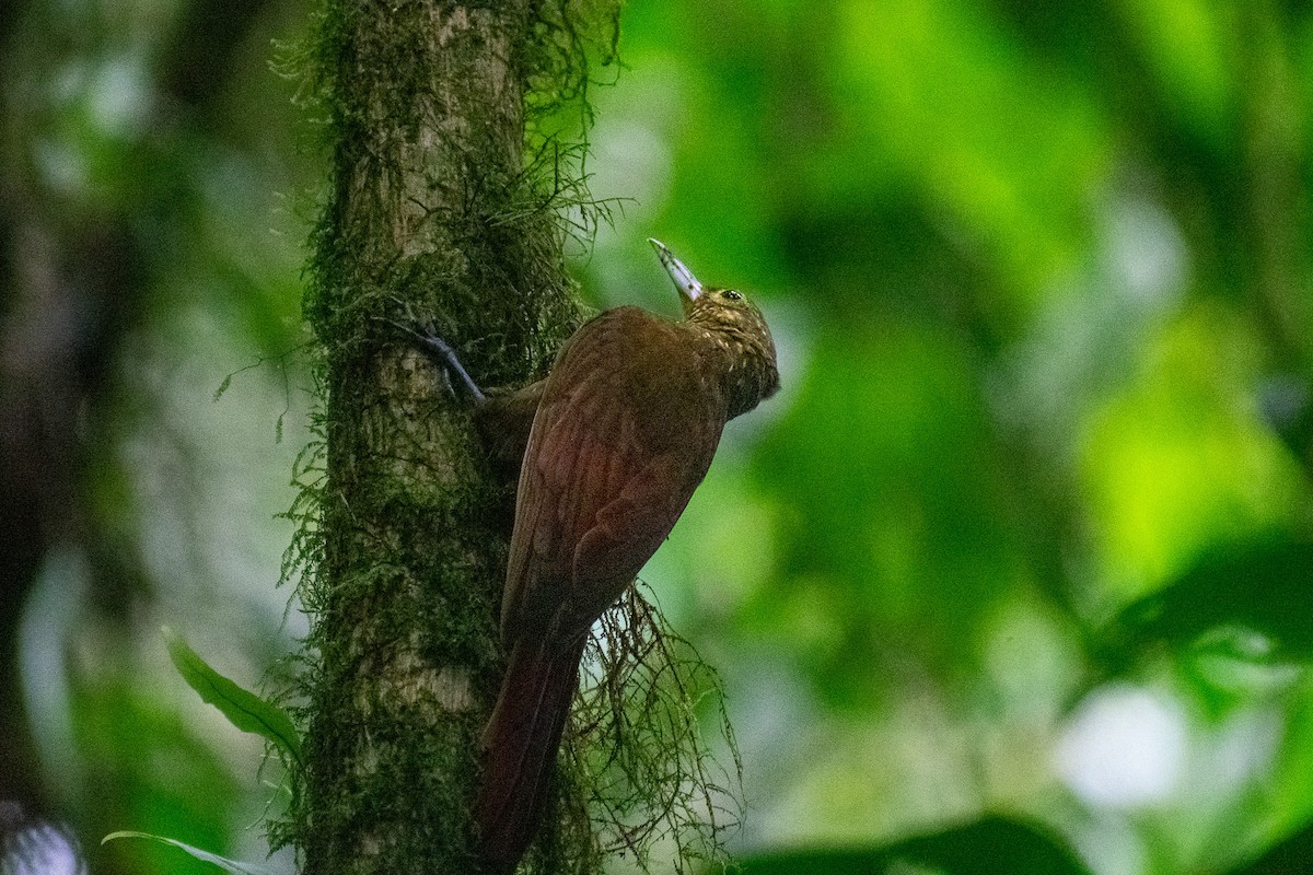 Spotted Woodcreeper - ML612229878