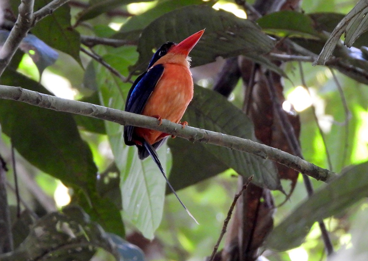 Red-breasted Paradise-Kingfisher - ML612230227