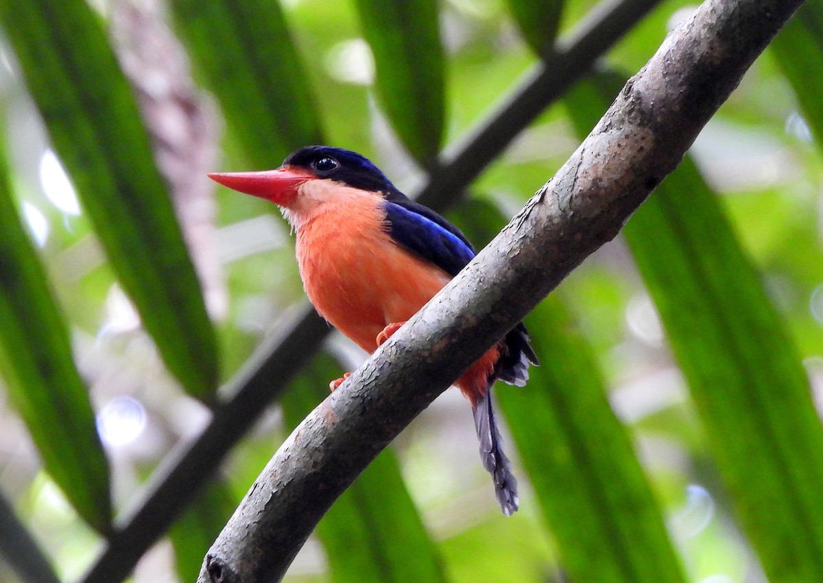 Red-breasted Paradise-Kingfisher - ML612230228