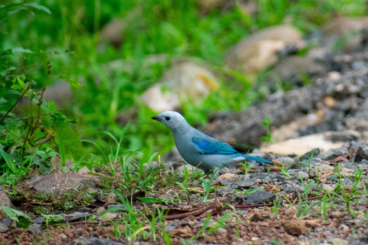 Blue-gray Tanager - ML612230398