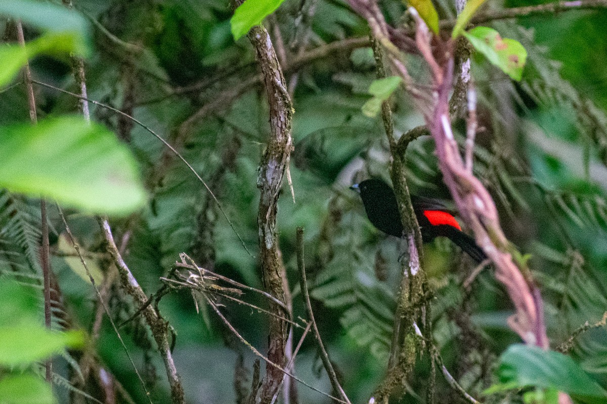 Scarlet-rumped Tanager - ML612230399