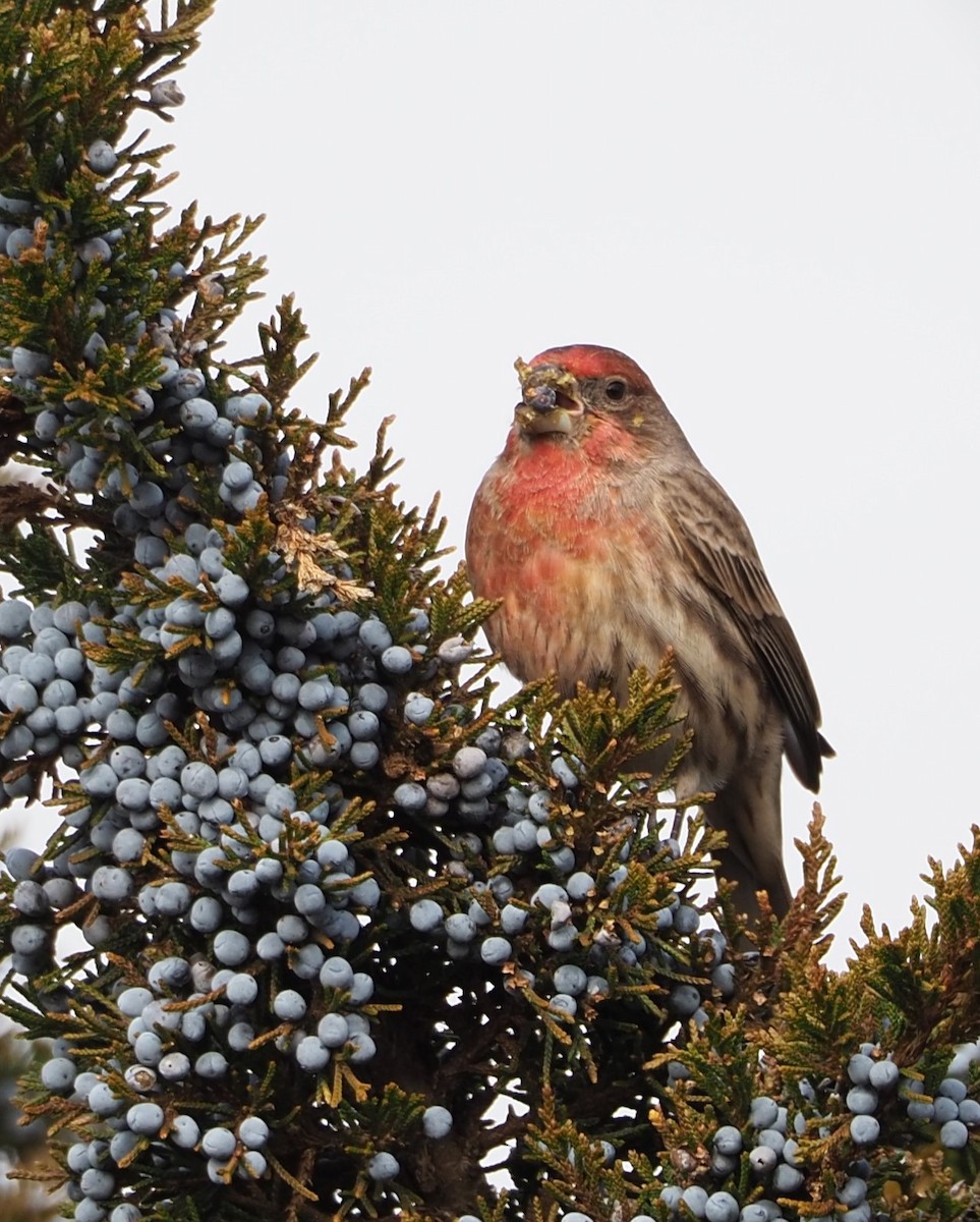 House Finch - Dick Cartwright