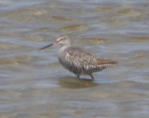 Spotted Redshank - ML612230473