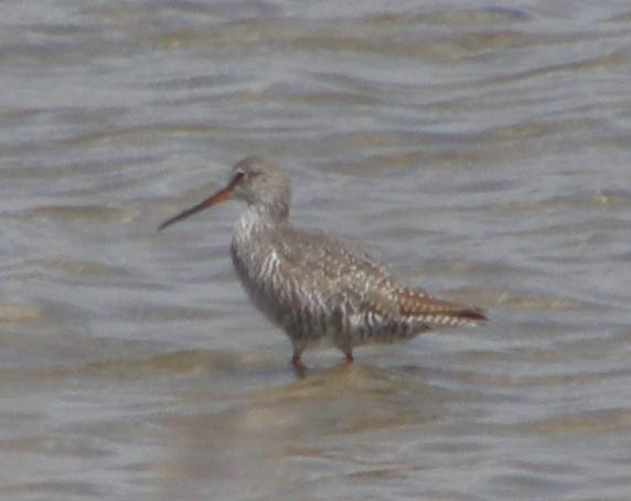Spotted Redshank - Nelson Fonseca