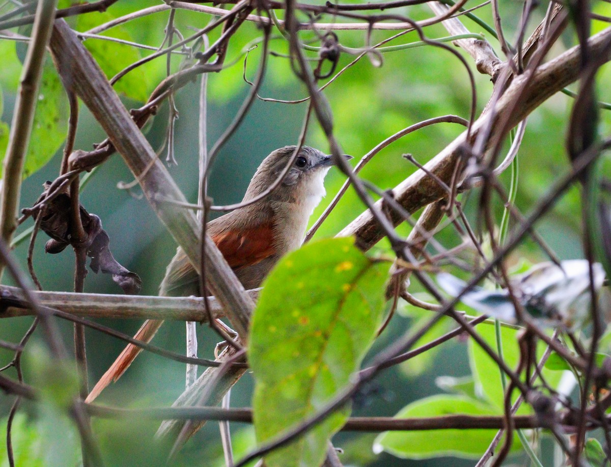 Plain-crowned Spinetail - ML612230861