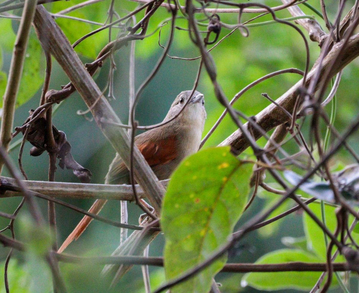 Plain-crowned Spinetail - ML612230885