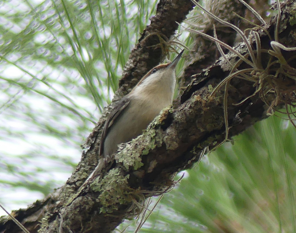 Brown-headed Nuthatch - ML612231167