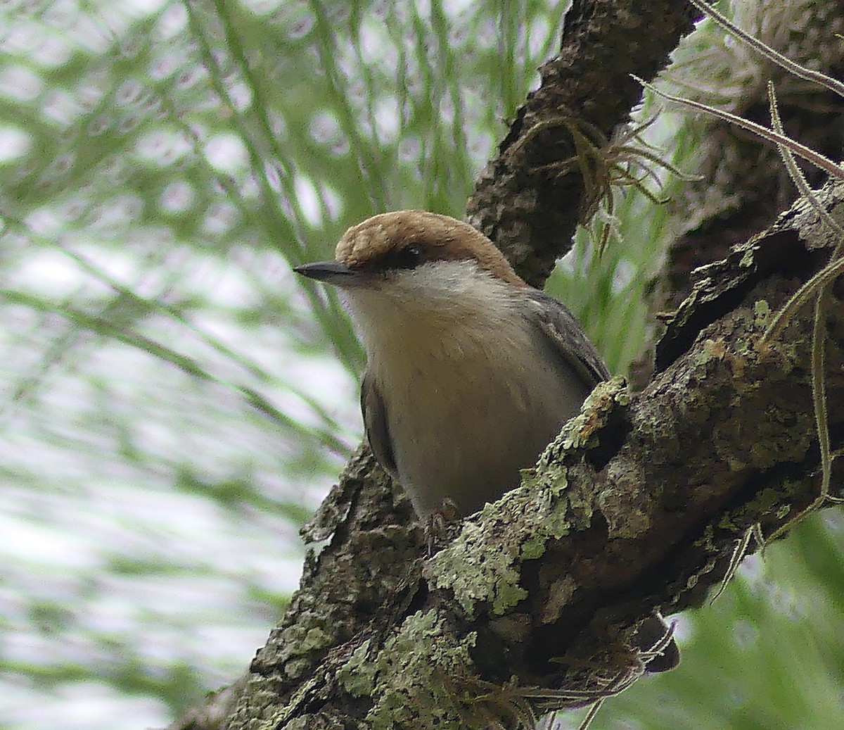 Brown-headed Nuthatch - ML612231178