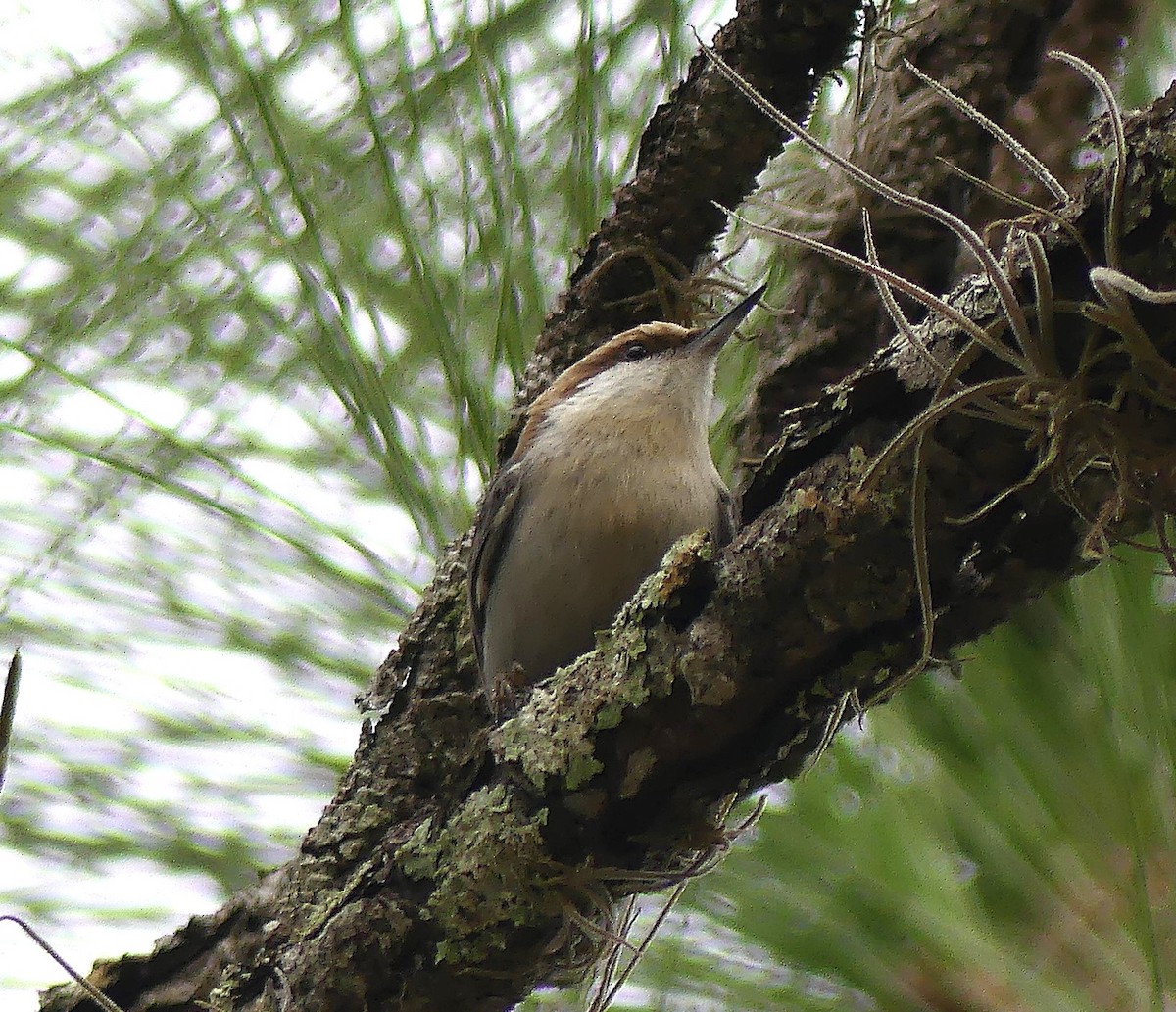 Brown-headed Nuthatch - ML612231184