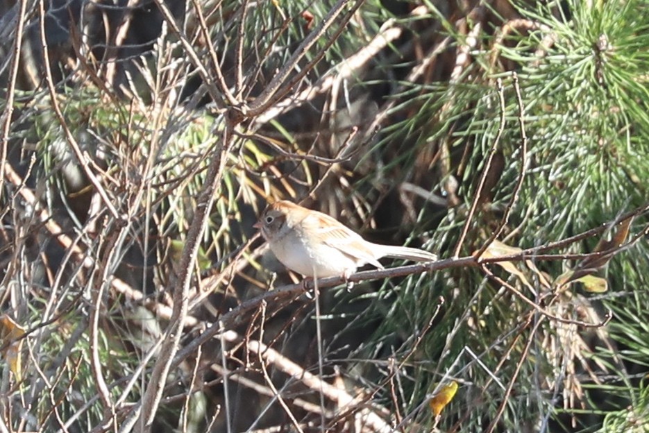 Field Sparrow - ML612231277