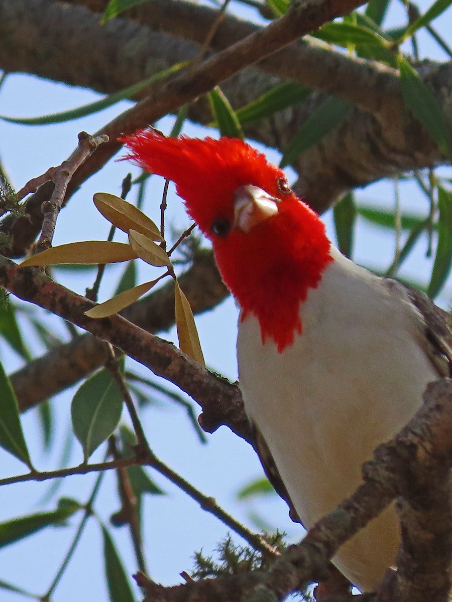 Red-crested Cardinal - ML612231307