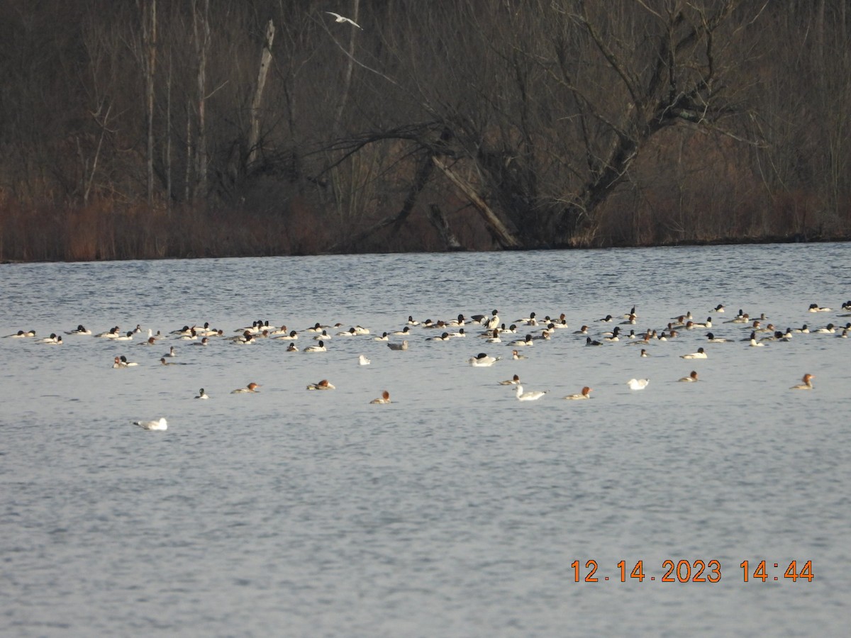 eBird Checklist 14 Dec 2023 Round Lake, boat launch (Saratoga Co