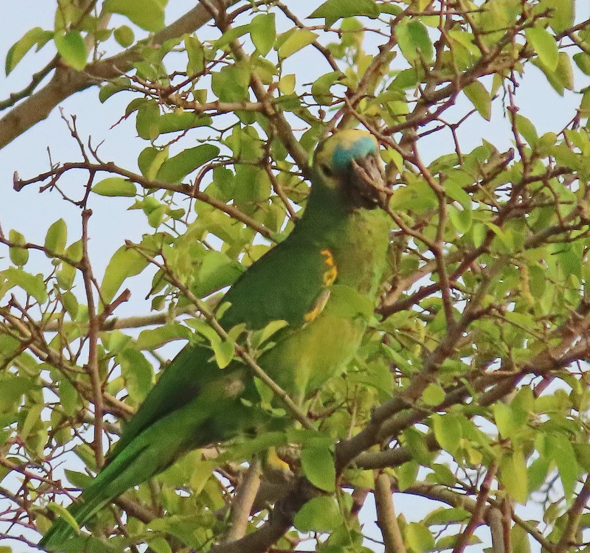 Turquoise-fronted Parrot - ML612231587
