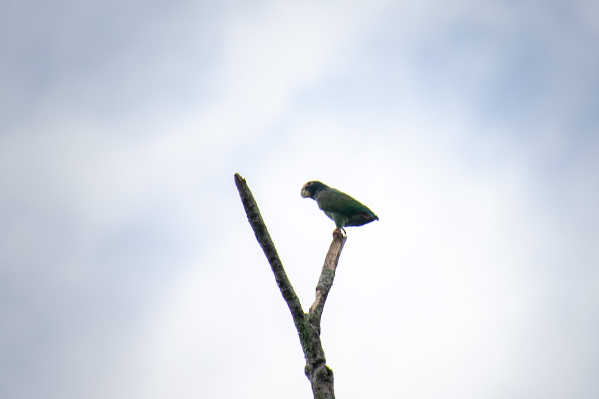 White-crowned Parrot - ML612231799