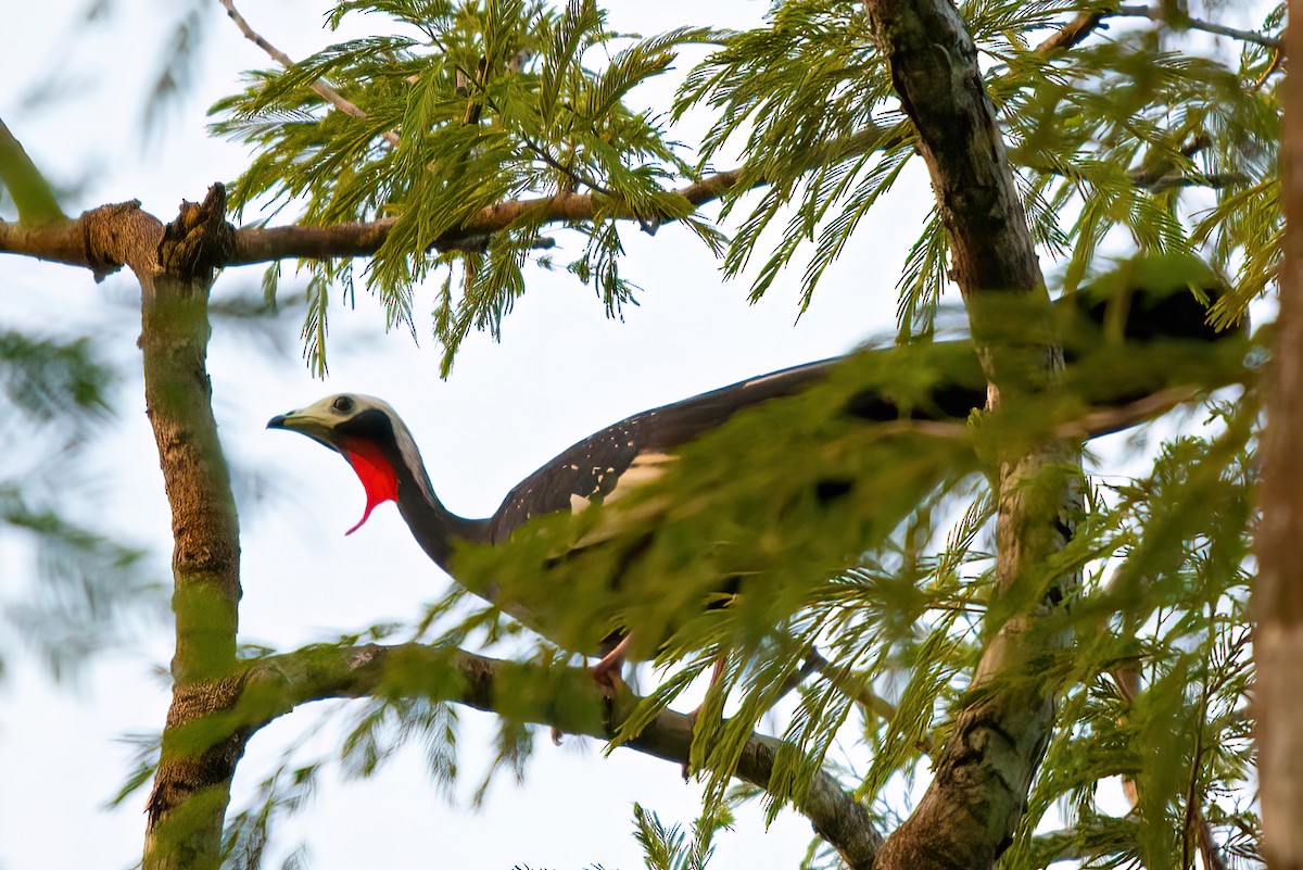 Red-throated Piping-Guan (White-crested) - ML612231800