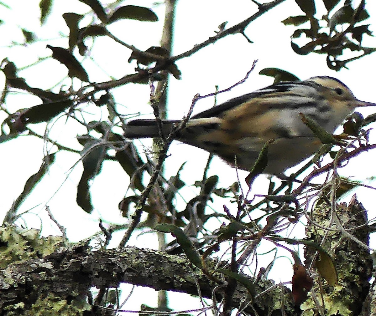 Black-and-white Warbler - ML612231918