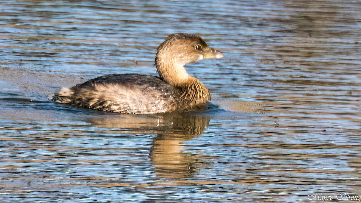 EBird Checklist - 14 Dec 2023 - Ray Roberts Lake SP--Isle Du Bois (PPW ...