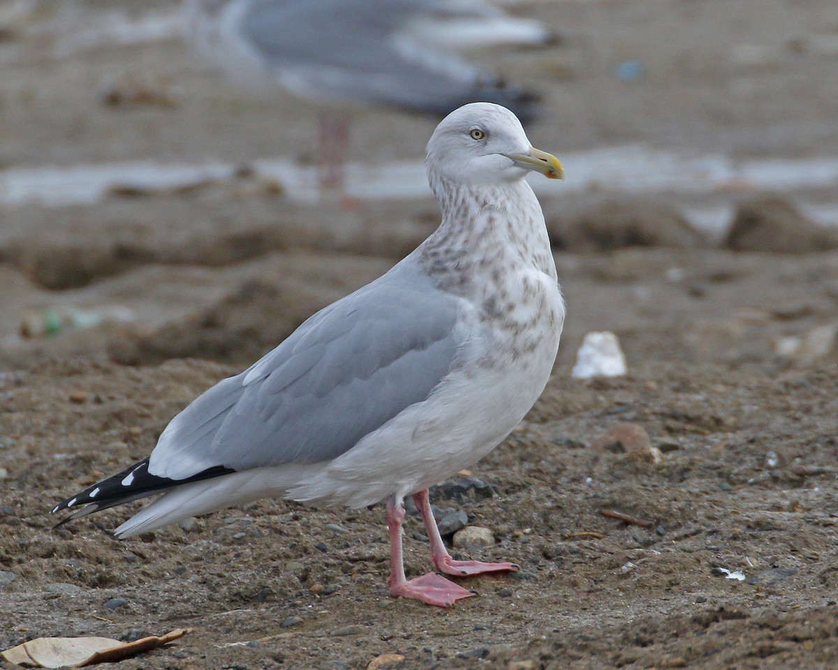 eBird Checklist 14 Dec 2023 Asotin County Regional Landfill 6