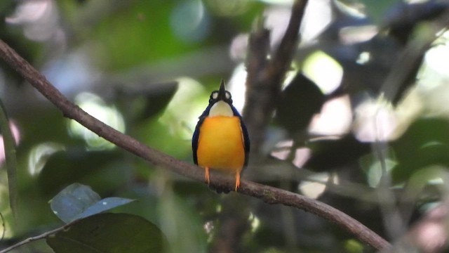 Papuan Dwarf-Kingfisher - ML612232990