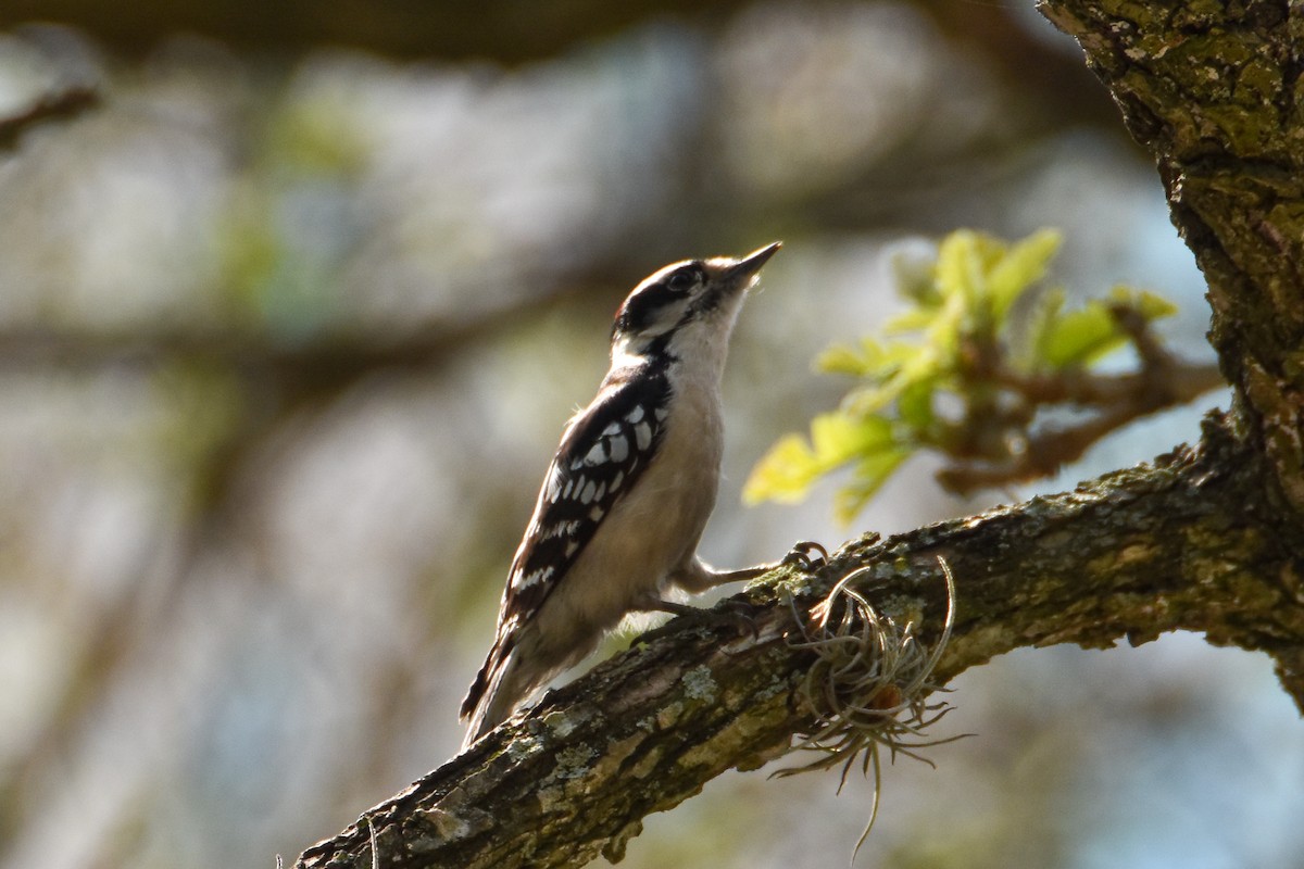 Downy Woodpecker - Dawn S
