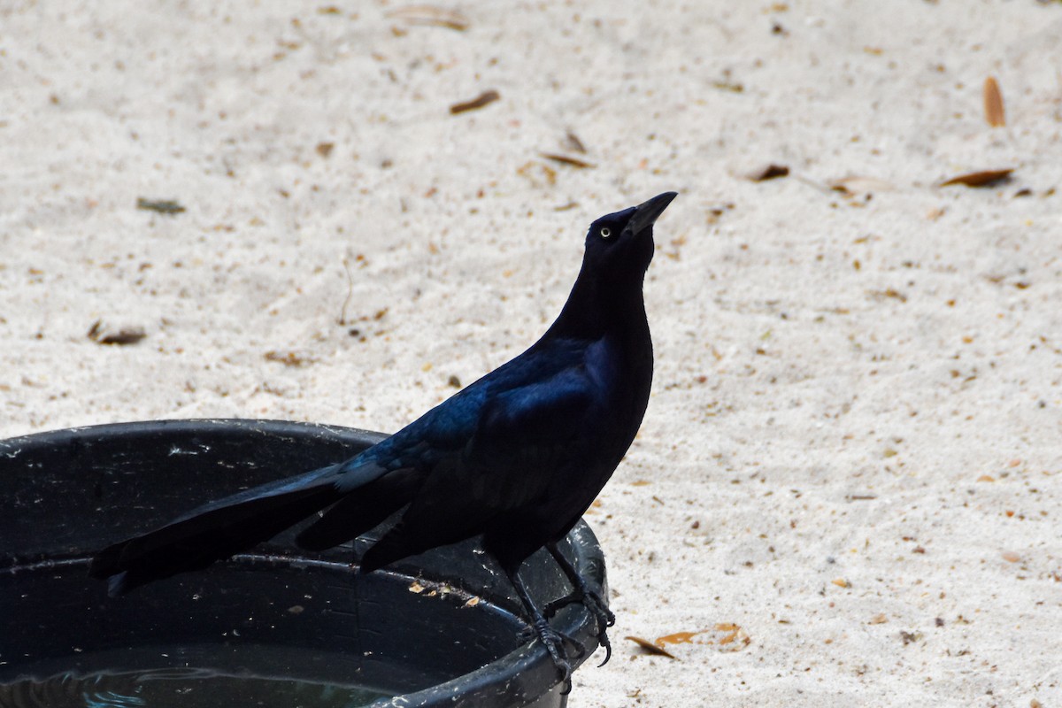 Great-tailed Grackle - Dawn S