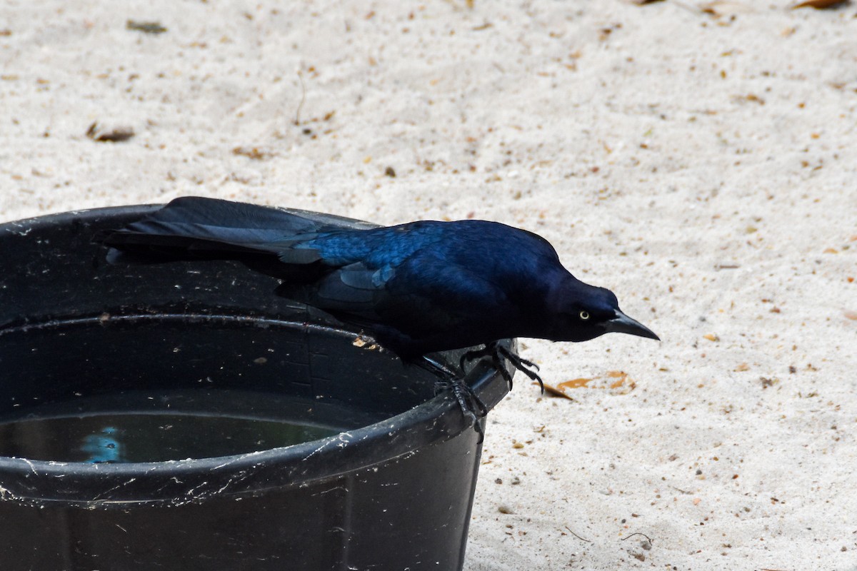 Great-tailed Grackle - ML612233172