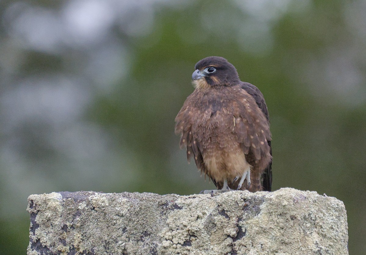 New Zealand Falcon - Christopher Tuffley