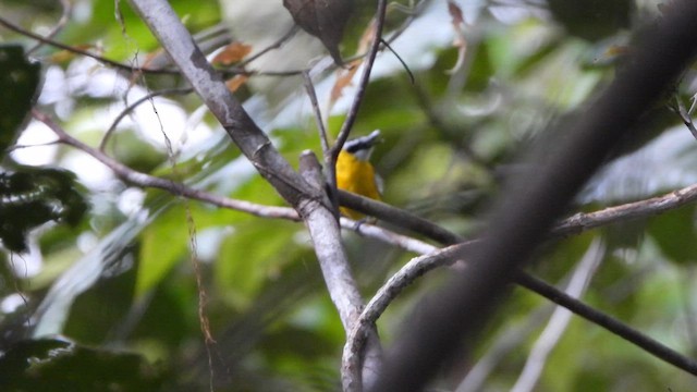 Yellow-breasted Boatbill - ML612233596