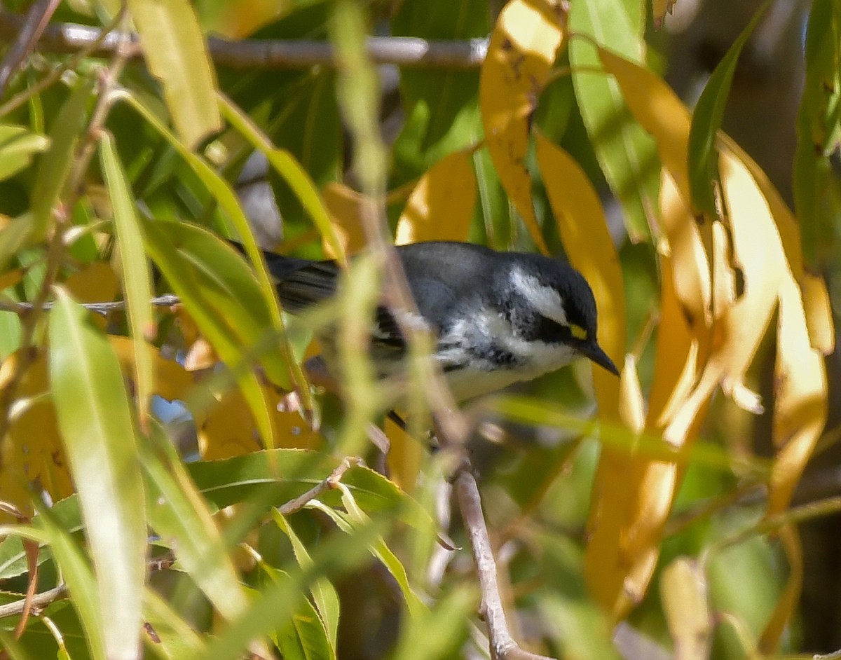 eBird Checklist - 14 Dec 2023 - Santa Cruz River--Sunset Rd. to Orange ...