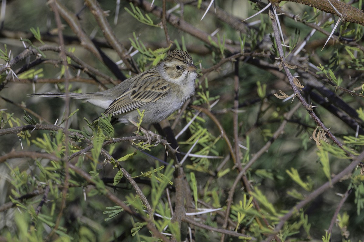 Clay-colored Sparrow - ML612233851