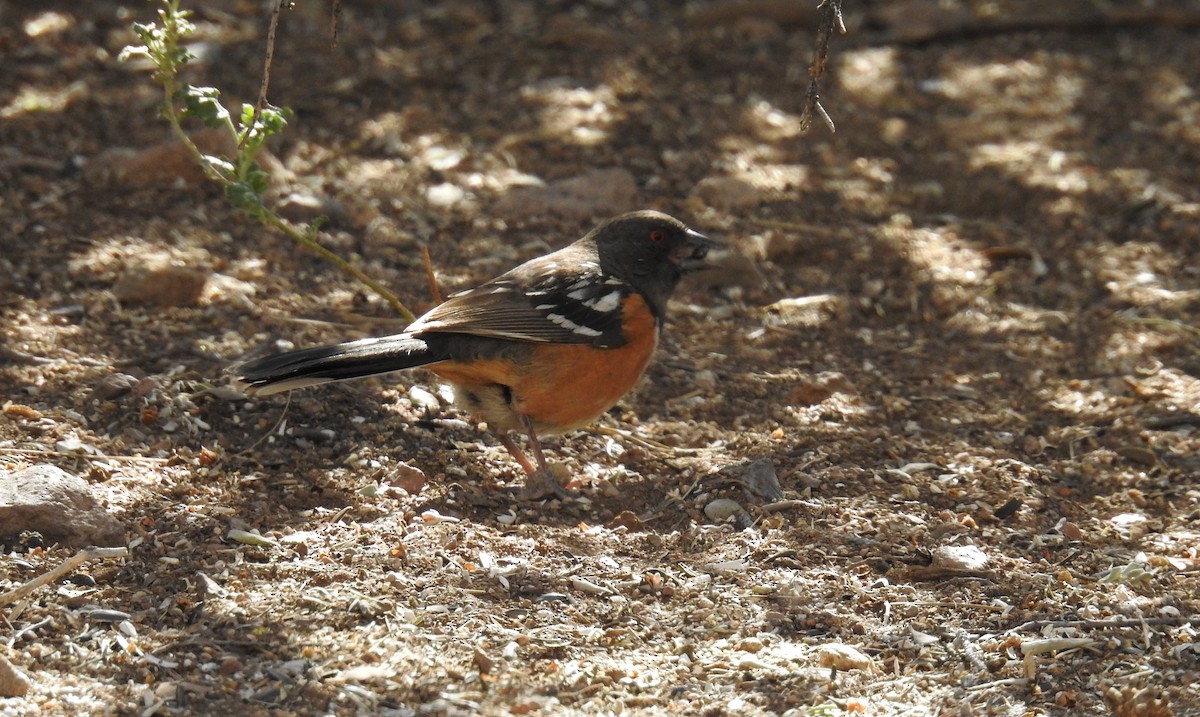 Spotted Towhee - ML612233910