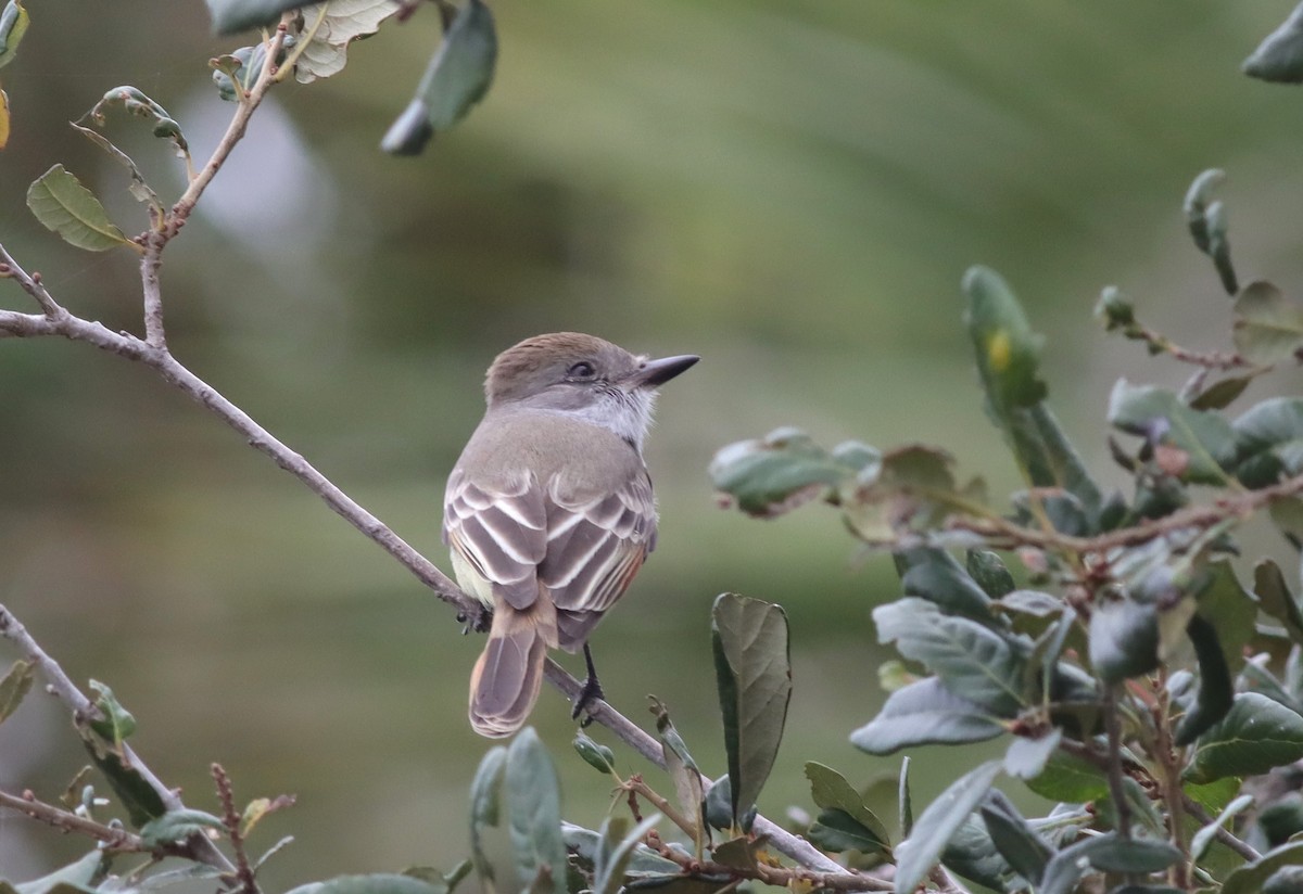eBird Checklist 14 Dec 2023 The Celery Fields 22 species
