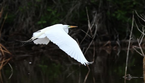 Great Egret (American) - Ardea alba egretta - Media Search