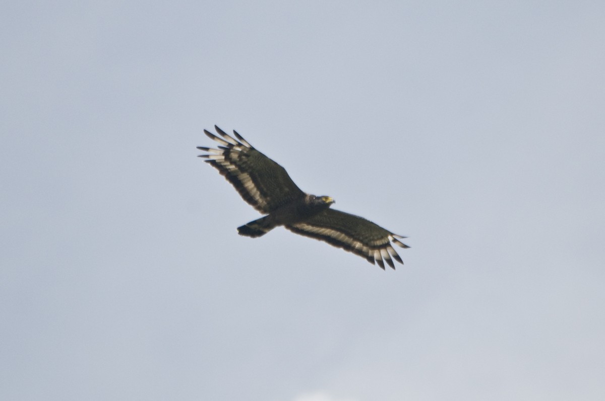 Crested Serpent-Eagle - ML612234116