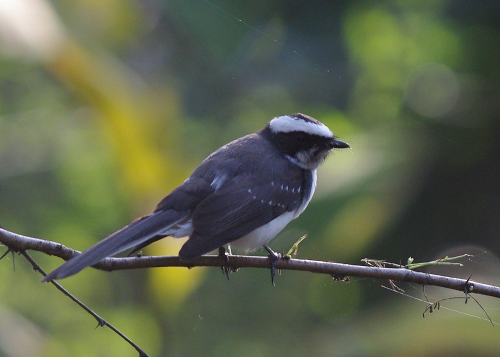 White-browed Fantail - ML612234149