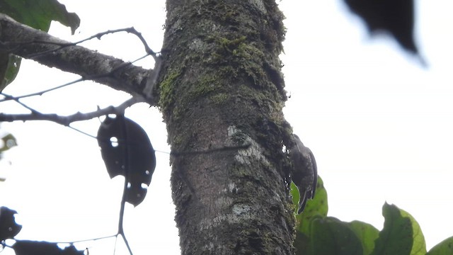 Papuan Treecreeper - ML612234150