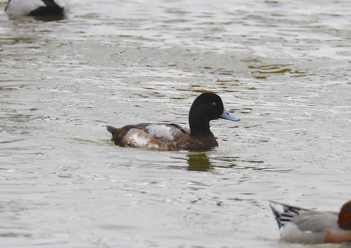 Greater Scaup - ML612234151