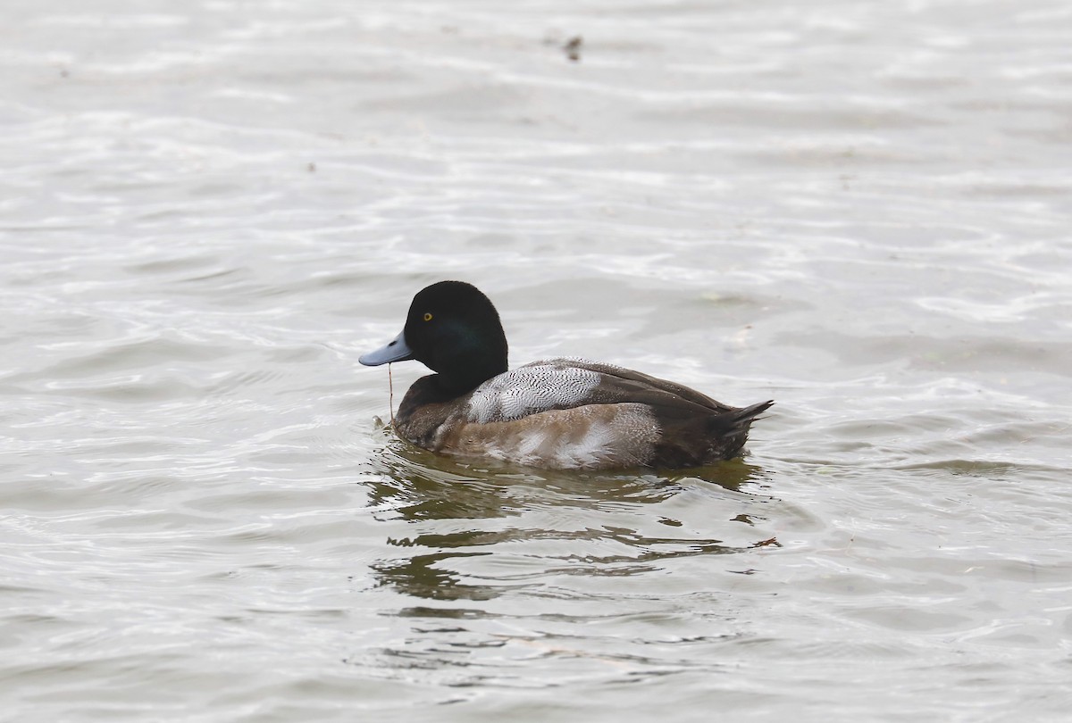 Greater Scaup - ML612234152