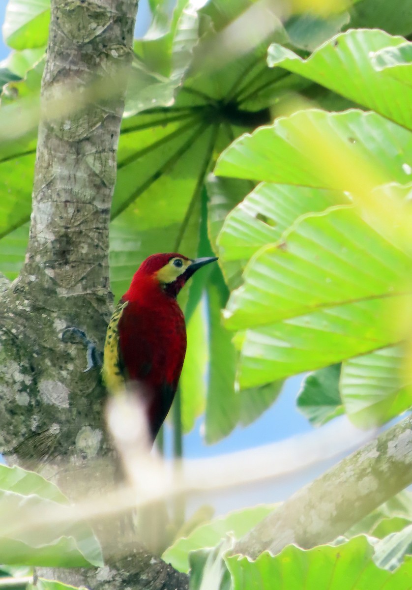 Crimson-mantled Woodpecker (Crimson-mantled) - ML612234178