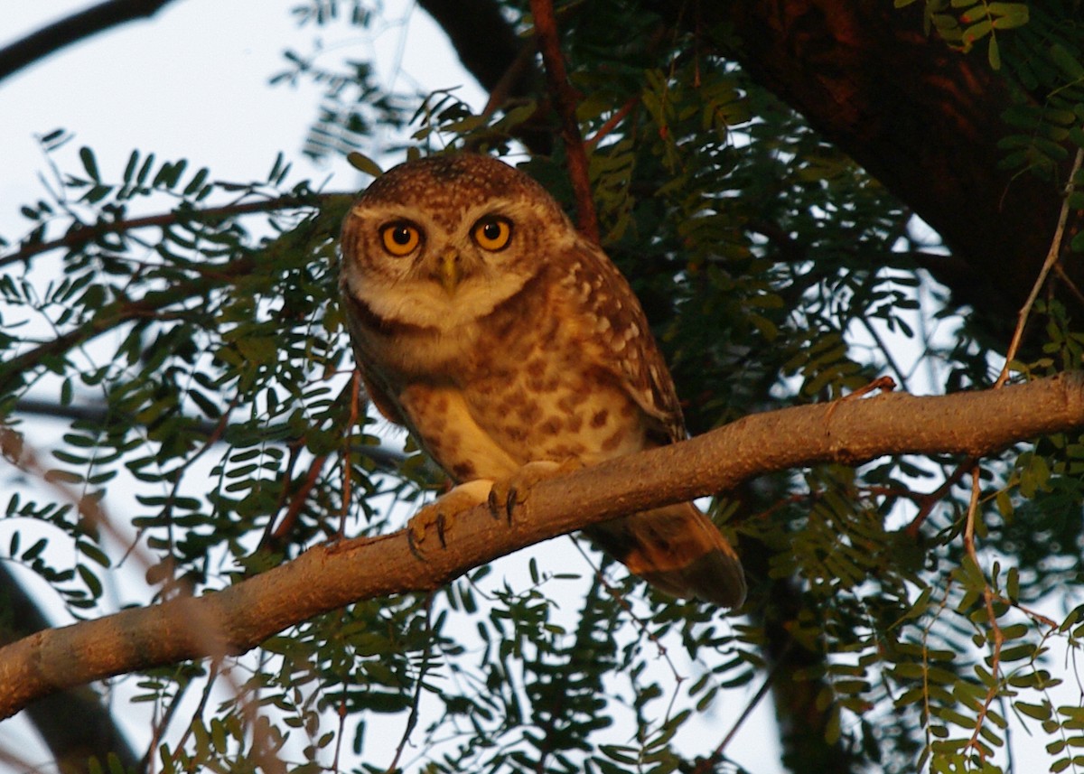 Spotted Owlet - ML612234289