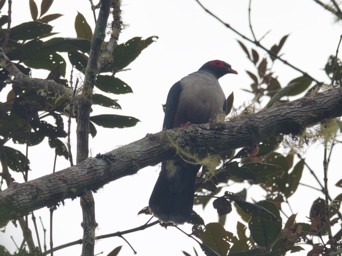 Papuan Mountain-Pigeon - ML612234305