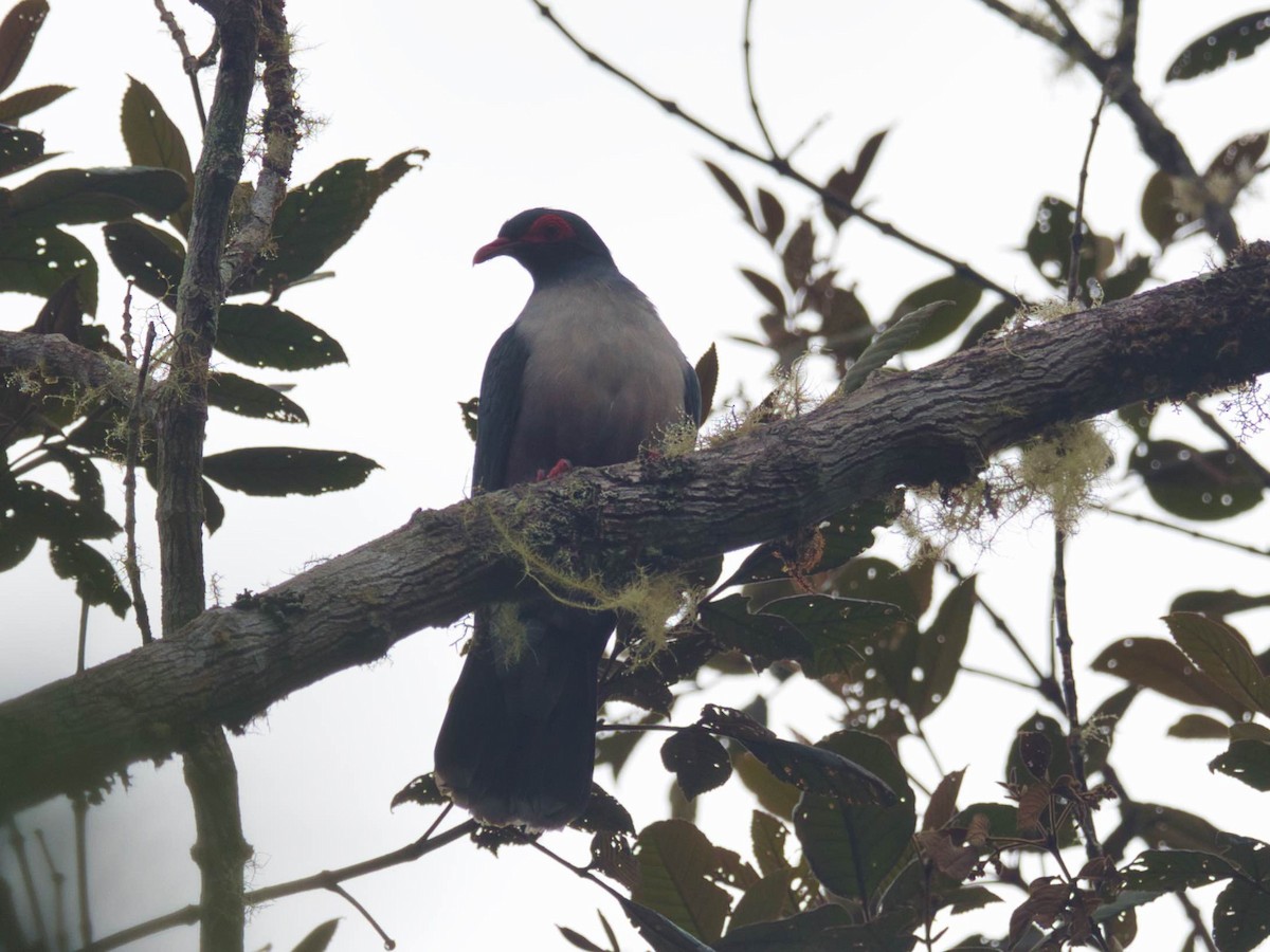 Papuan Mountain-Pigeon - ML612234306