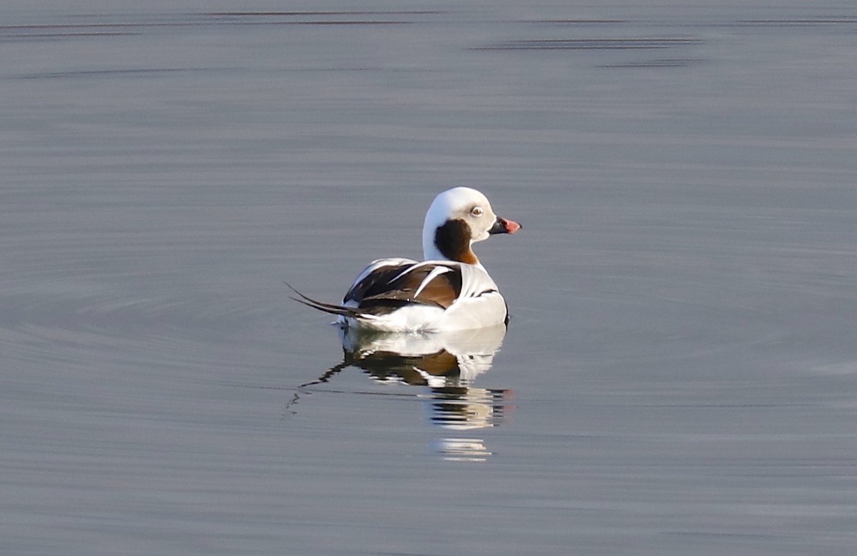 Long-tailed Duck - ML612234466