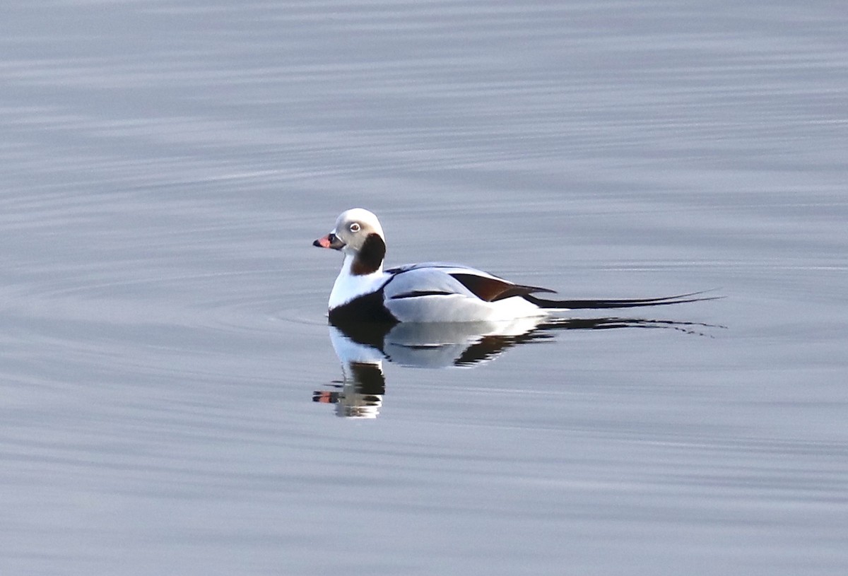 Long-tailed Duck - ML612234467