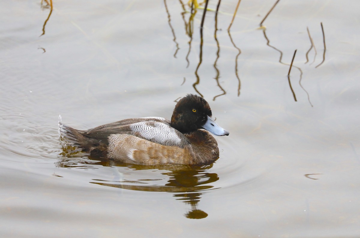 Greater Scaup - ML612234582