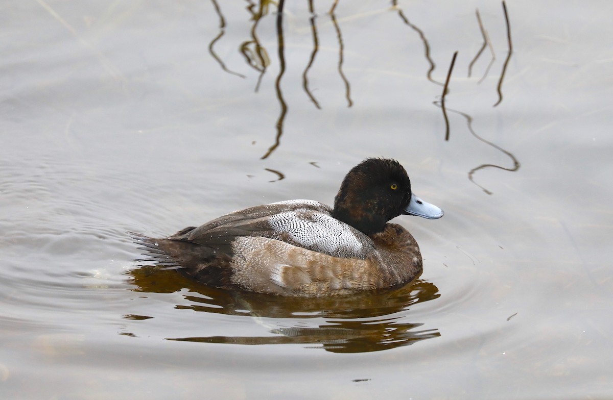 Greater Scaup - ML612234583