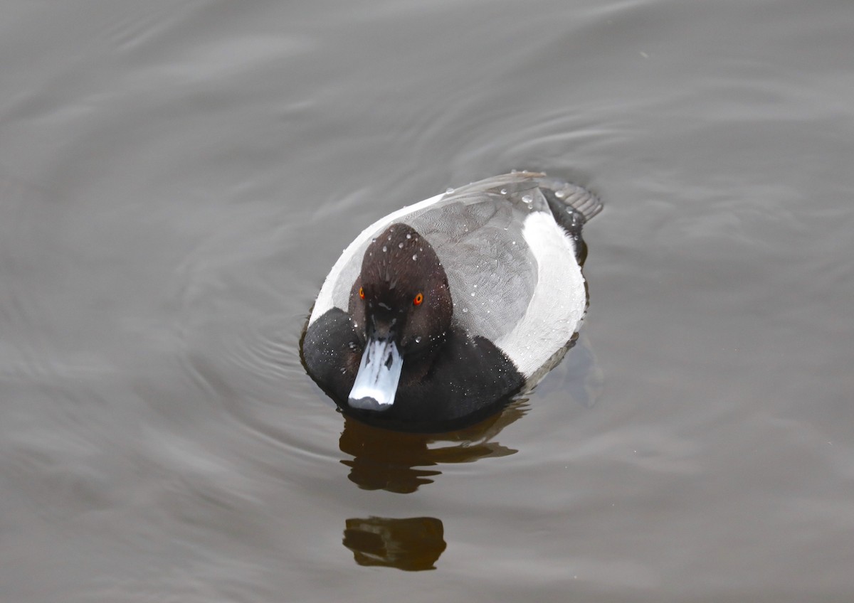 Common Pochard x Ferruginous Duck (hybrid) - ML612234632