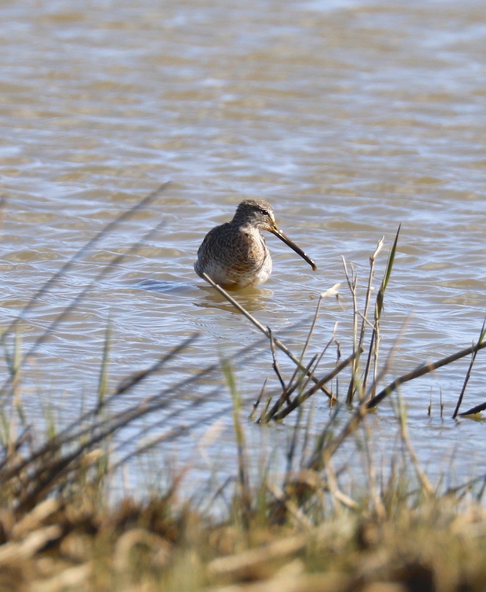Long-billed Dowitcher - ML612235194