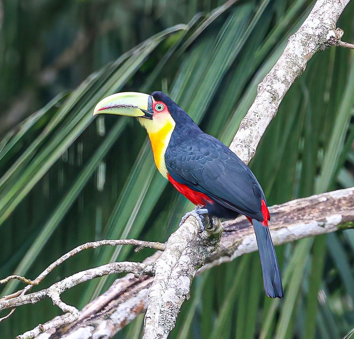Red-breasted Toucan - ML612235598